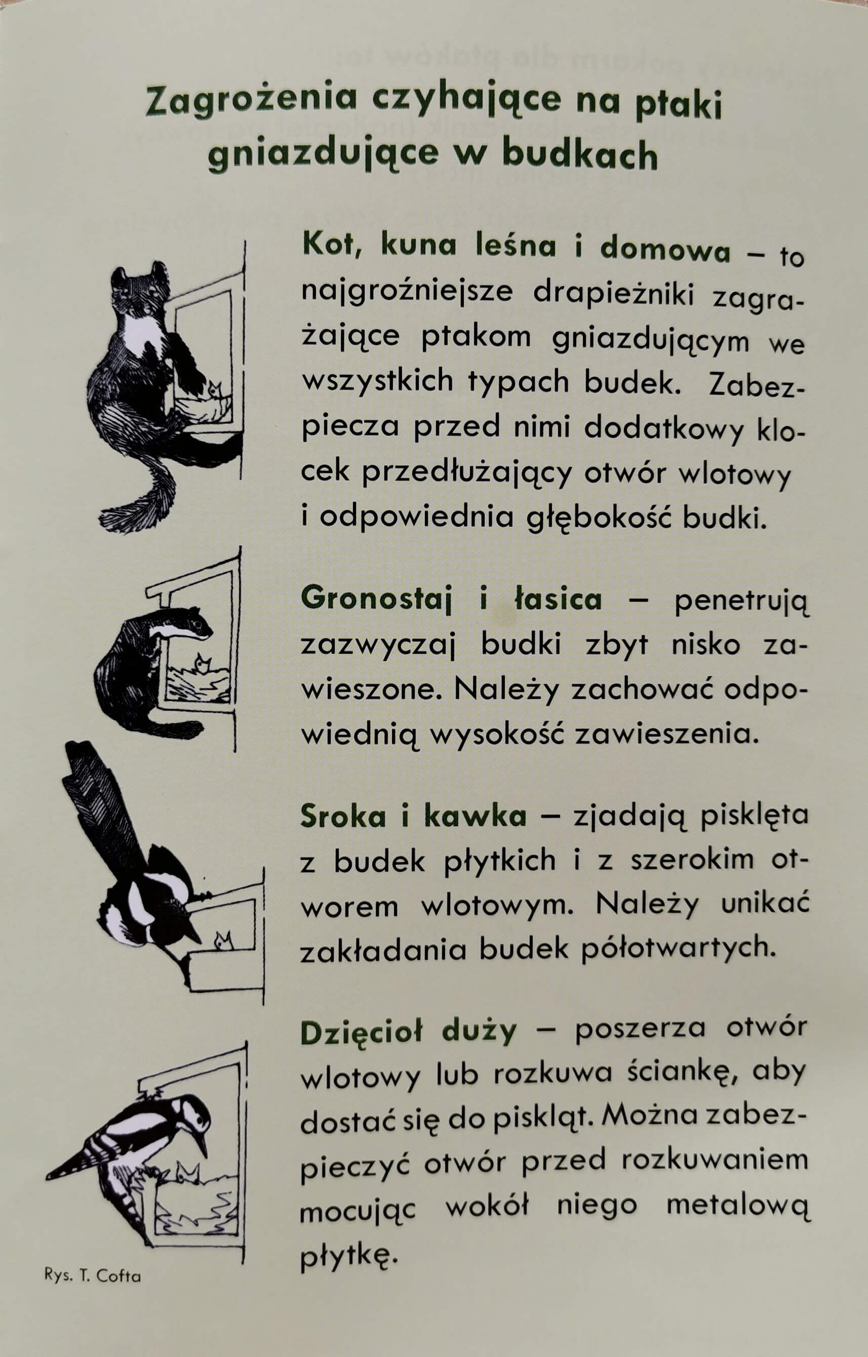 Zagrożenia dla ptaków w budkach kuna dzięcioł sroka kot